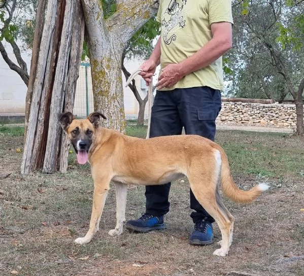 Pita, un bel cane equilibrato | Foto 4