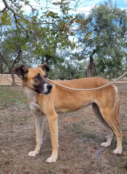 Pita, un bel cane equilibrato | Foto 3