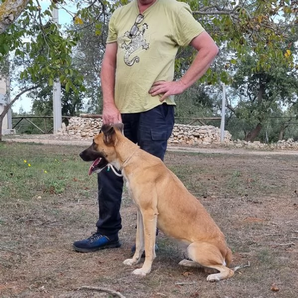 Pita, un bel cane equilibrato | Foto 2