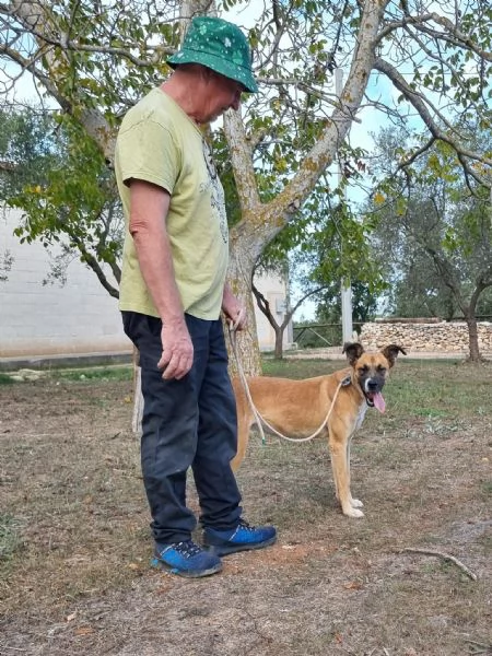 Pita, un bel cane equilibrato | Foto 1