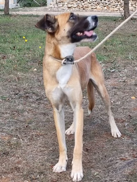 Pita, un bel cane equilibrato | Foto 0