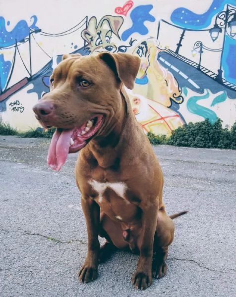 jago, il rosso  | Foto 4