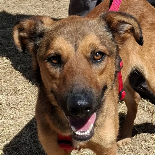 Aladin, 8 mesi  | Foto 6