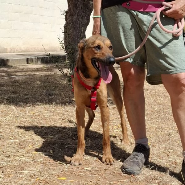 Aladin, 8 mesi  | Foto 5