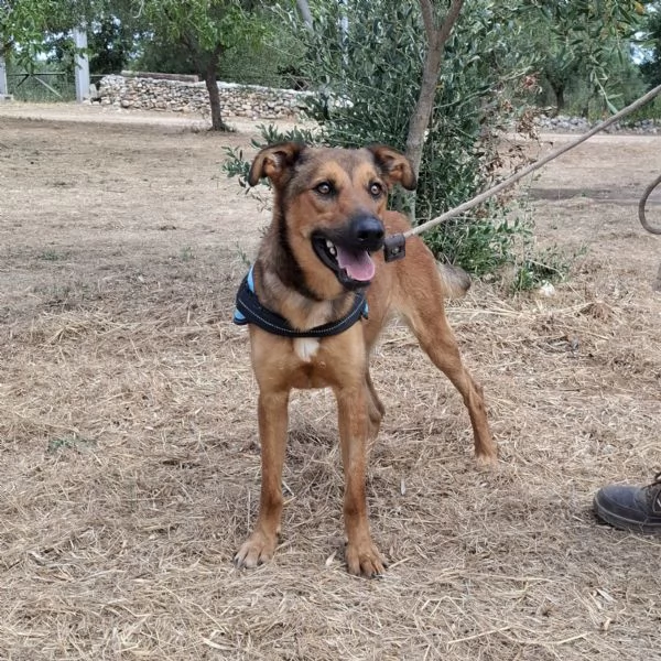 Aladin, 8 mesi  | Foto 4