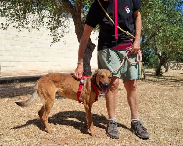 Aladin, 8 mesi  | Foto 3