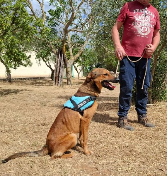 Aladin, 8 mesi  | Foto 2