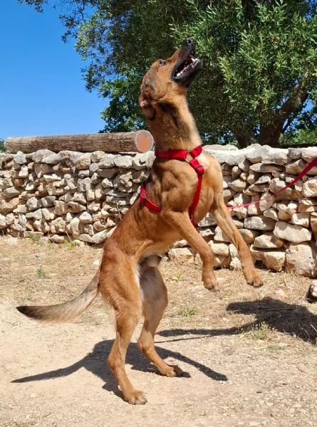 Aladin, 8 mesi  | Foto 0