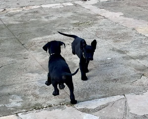 tenerissimo Carlos | Foto 3