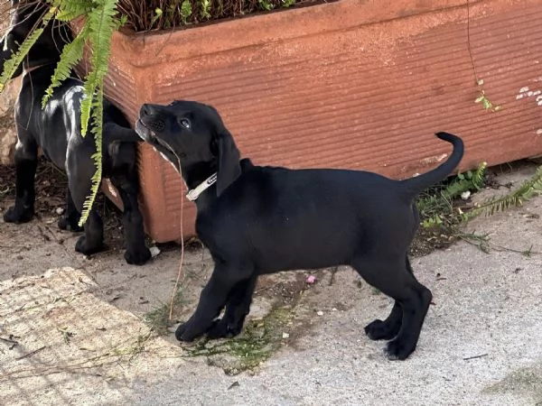 tenerissimo Carlos | Foto 1