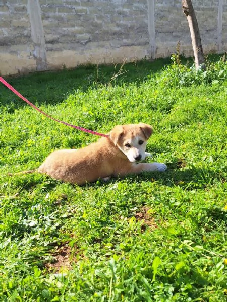 Heidi cerca casa  | Foto 3