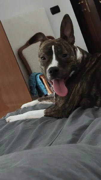 Pippi cerca casa | Foto 6