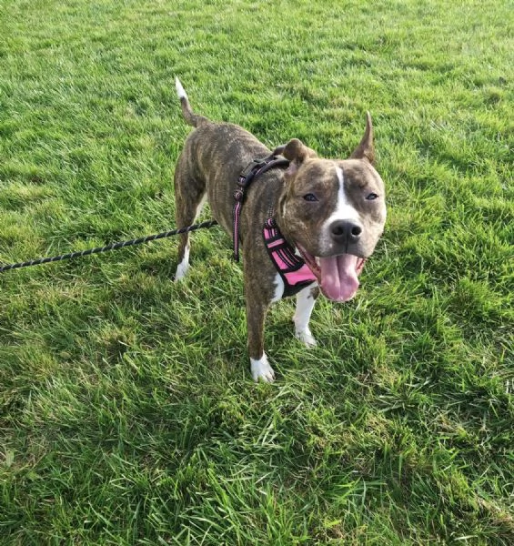 Pippi cerca casa | Foto 5