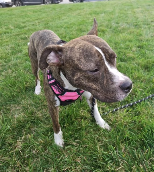 Pippi cerca casa | Foto 4