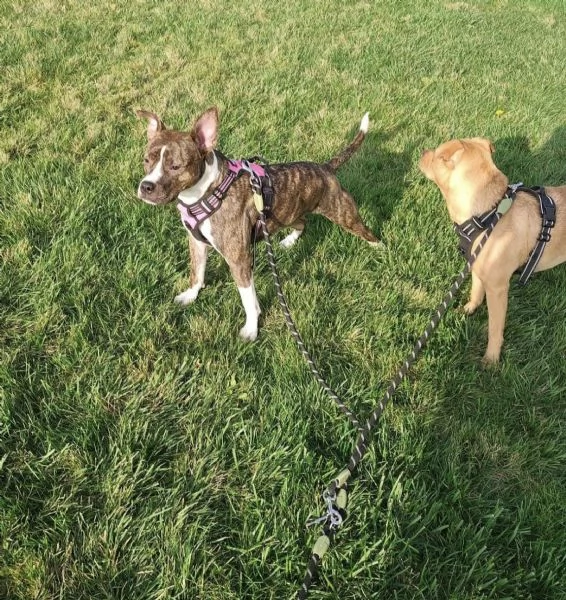 Pippi cerca casa | Foto 3