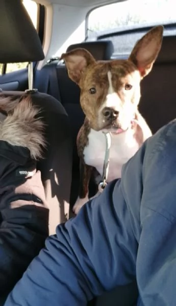 Pippi cerca casa | Foto 0