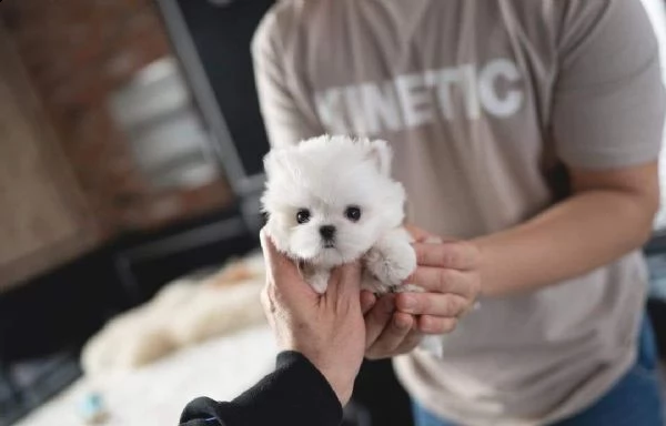 regalo maltese mini toy disponibile,,,,,