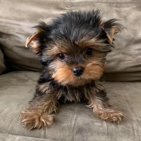 regalo cuccioli di yorkie bellissimi cuccioli vengono consegnati con vaccinazioni, sverminati, micro