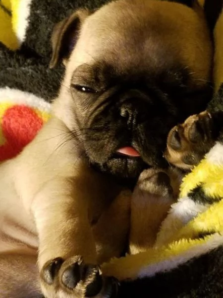 regalo cuccioli di calino bellissimi cuccioli disponibili, carattere adorabile ,sono docili ed affet