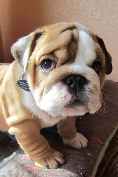 regalo bulldog cuccioli disponible bellissimi cuccioli di bulldog , consegnati con vaccini, microchi