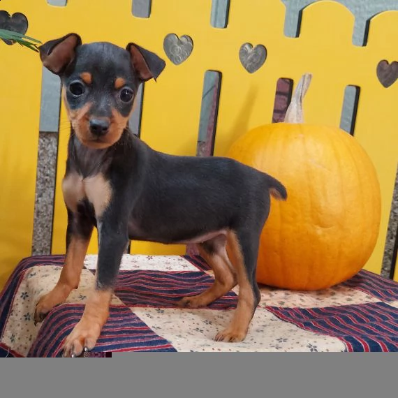 regalo  cuccioli pinscher