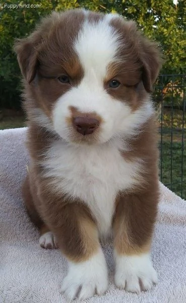  regalo adorabili cuccioli pastore australiano femminucce e maschietti gratuita i cuccioli sono vacc