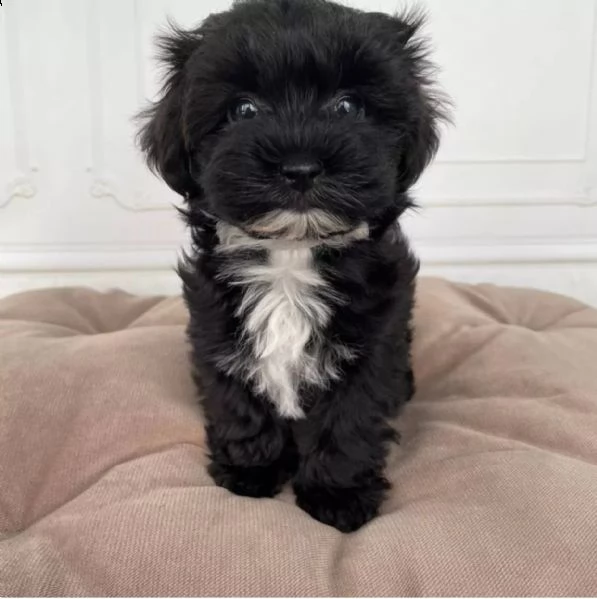  cuccioli di maltese taglia piccolat | Foto 0