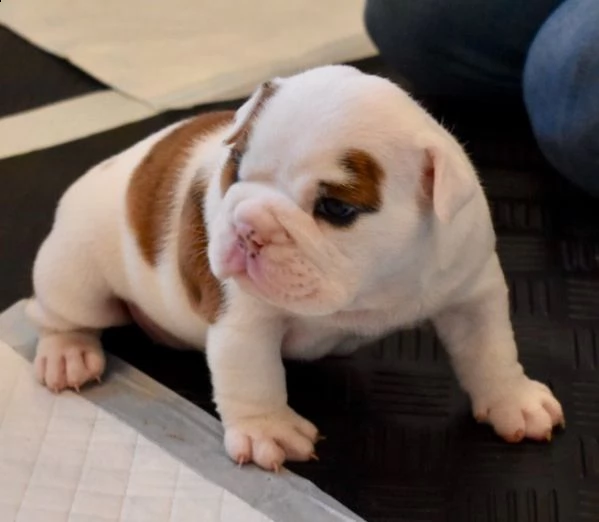 regalo bulldog inglese cuccioli disponibili...