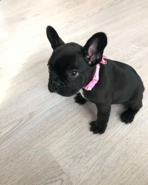 vendo cuccioli di bulldog francese sani