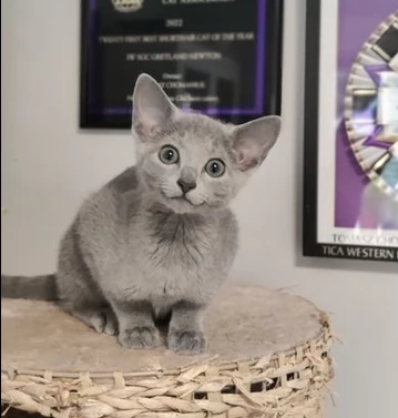 due belli blu di russia gattini