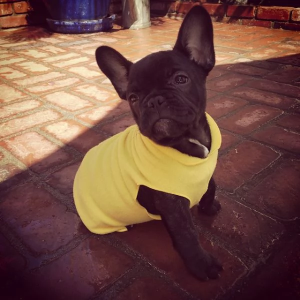 vendo bellissimi cuccioli di bulldog francese maschio e femmina | Foto 2