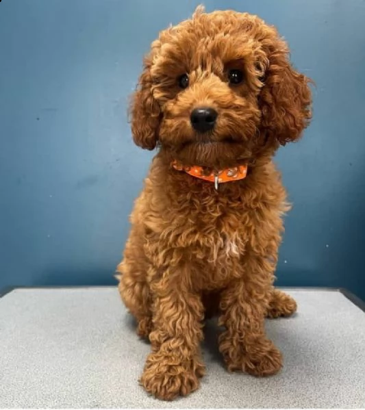 cuccioli barboncino nano albicocca | Foto 0