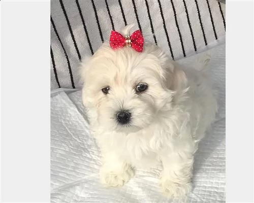  cuccioli di maltese taglia piccolavcx | Foto 1