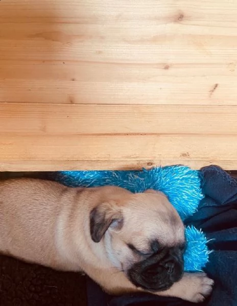 bellissimo cucciolo di carlino | Foto 6