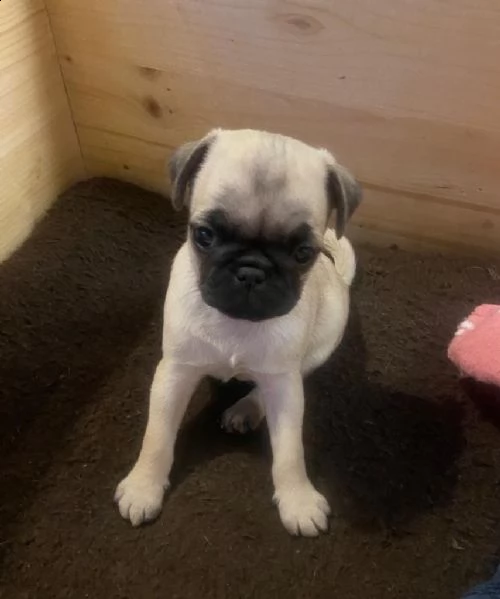 bellissimo cucciolo di carlino | Foto 4