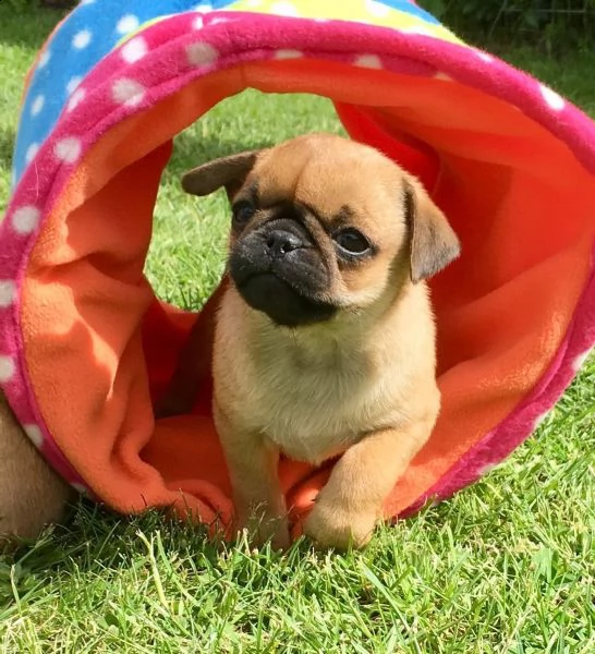 bellissimo cucciolo di carlino | Foto 2