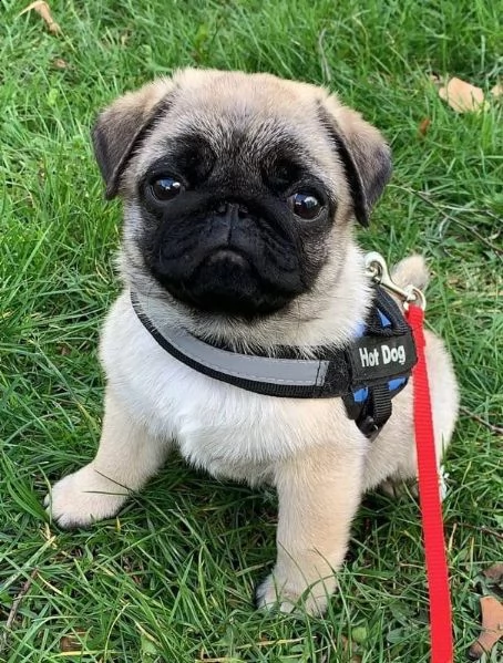 bellissimo cucciolo di carlino