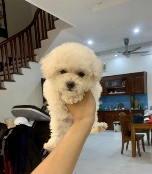 cuccioli barboncini toy | Foto 0