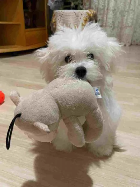 cucciolo maltese disponibile per adozione