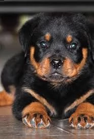 due cuccioli rottweiler con pedigree  | Foto 0