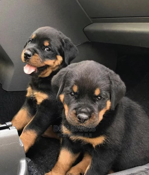 due cuccioli rottweiler con pedigree 
