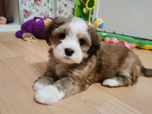 cuccioli di bichon havanese | Foto 5