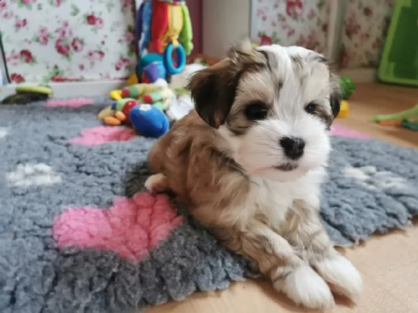 cuccioli di bichon havanese | Foto 4