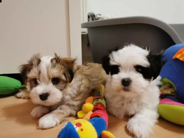 cuccioli di bichon havanese