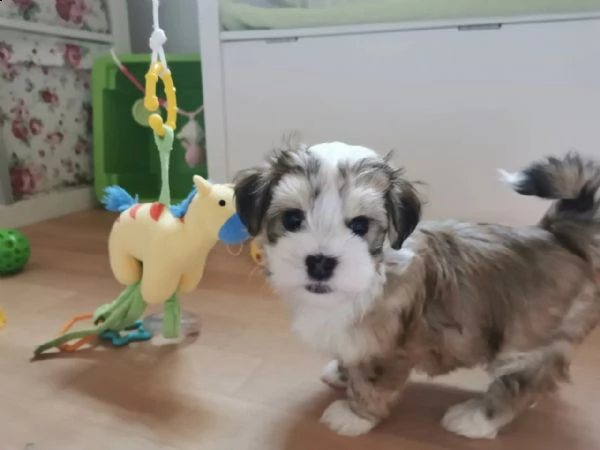 cuccioli di bichon havanese | Foto 0