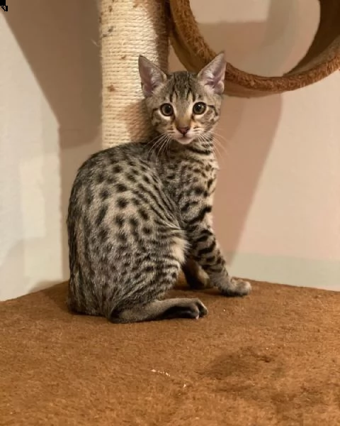 gattini serrati registrati gccf per l'adozione | Foto 0