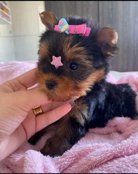 cuccioli di yorkie perfettamente sani (+34631716322)