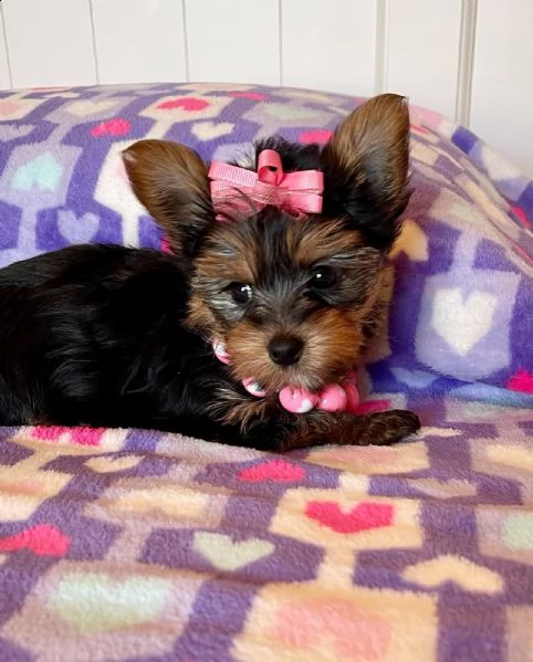 cuccioli yorkie per adozione(+34631716322)