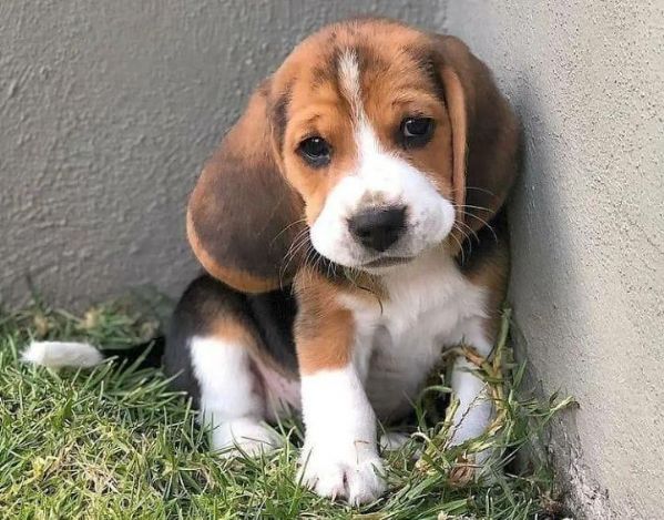 regalo beagle | Foto 0