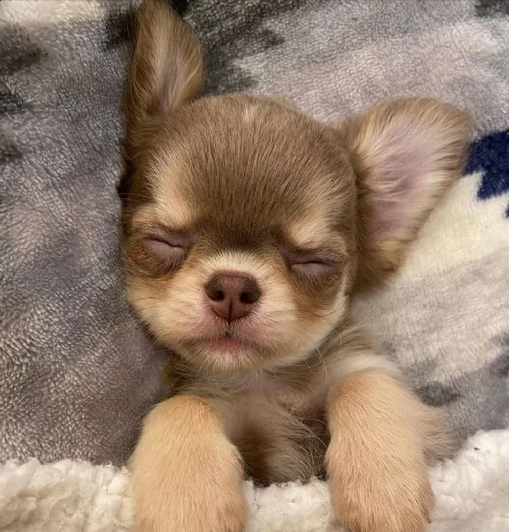 cucciolo di chihuahua | Foto 1